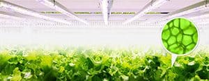 lighting app horti kv desktop01